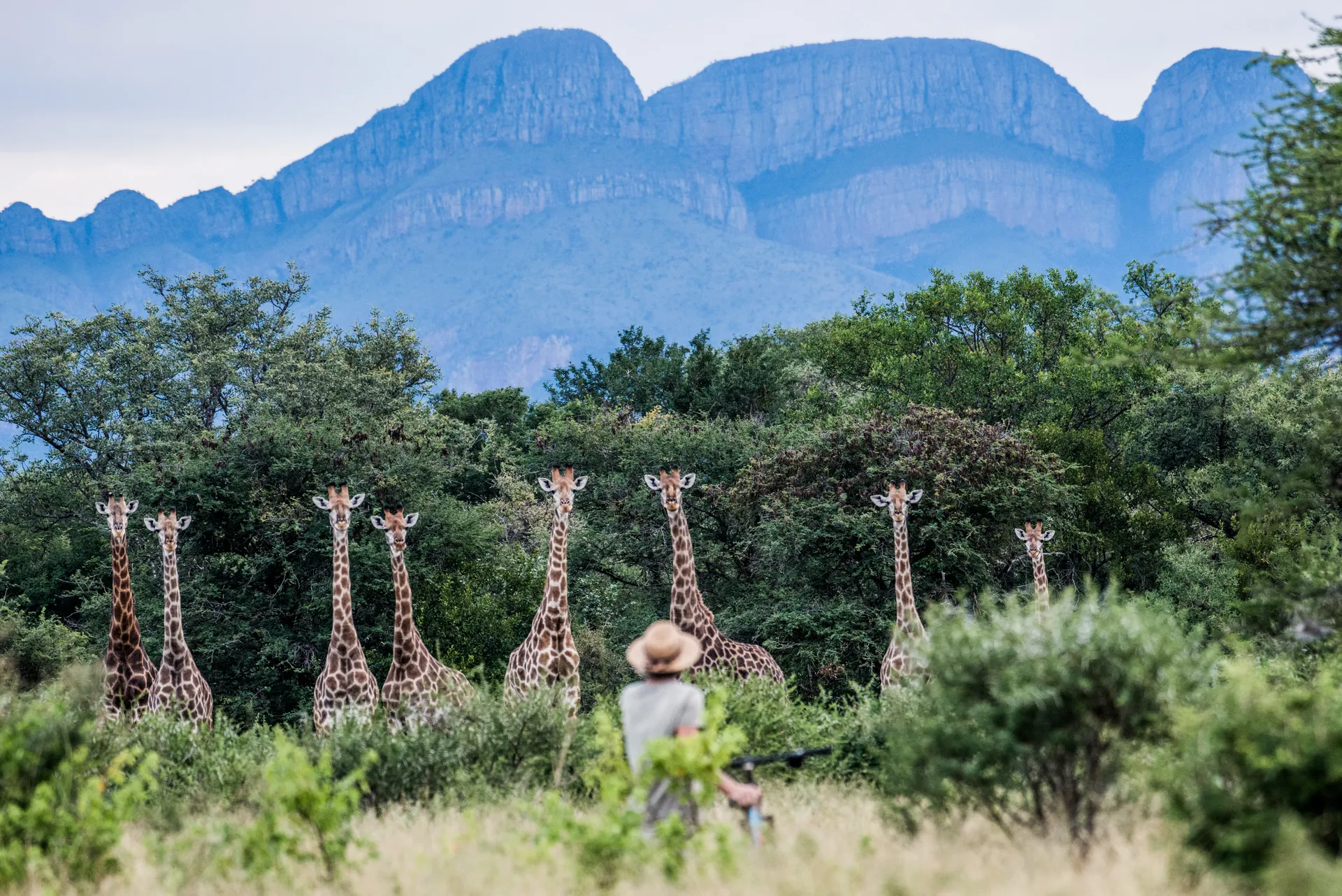 Giraffe in the African savanna