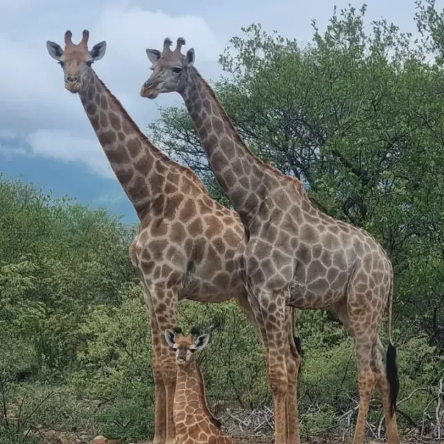 A pair of giraffes on a private reserve
