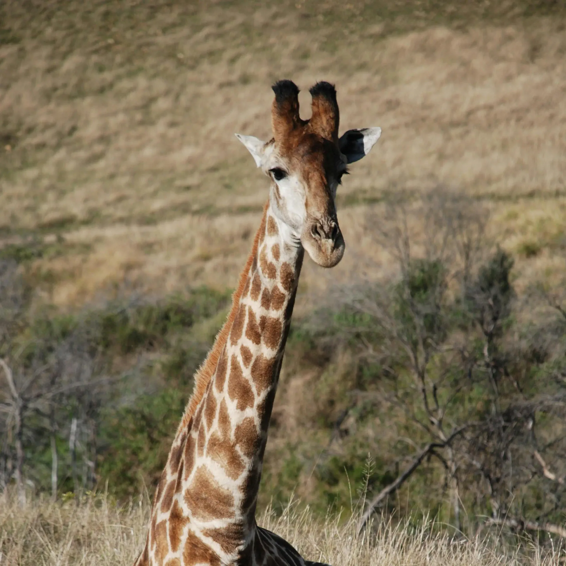 Giraffe on the African savanna