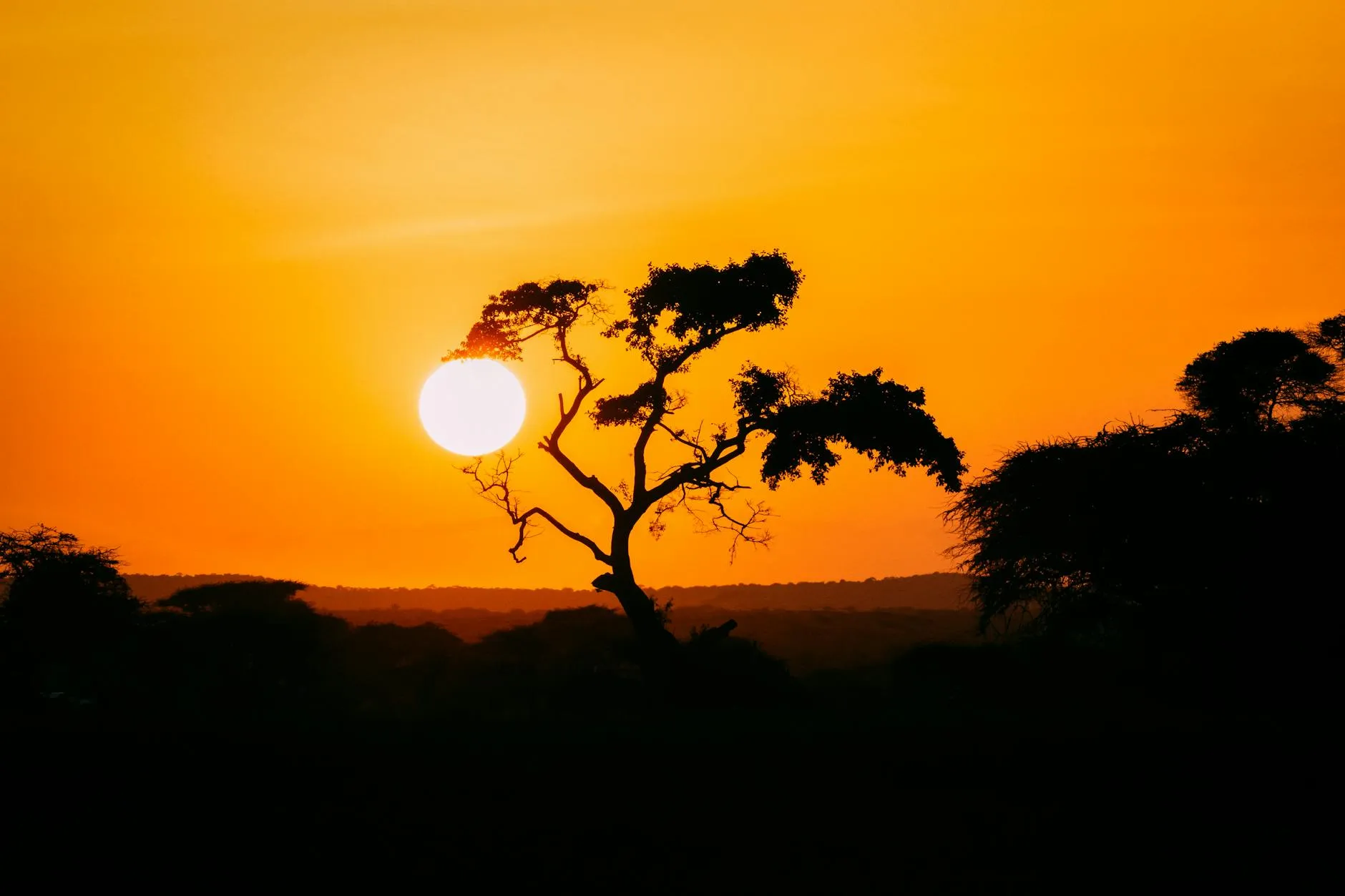 African sunset over the savanna