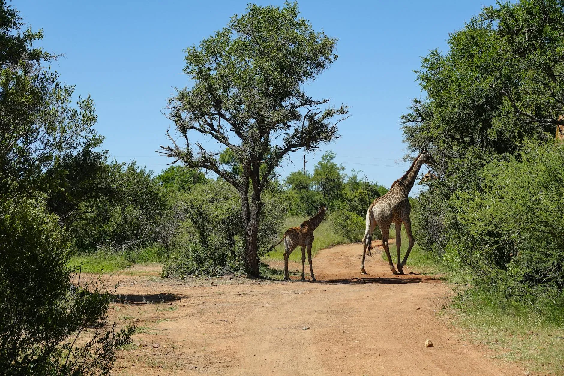 Giraffe mother and calf