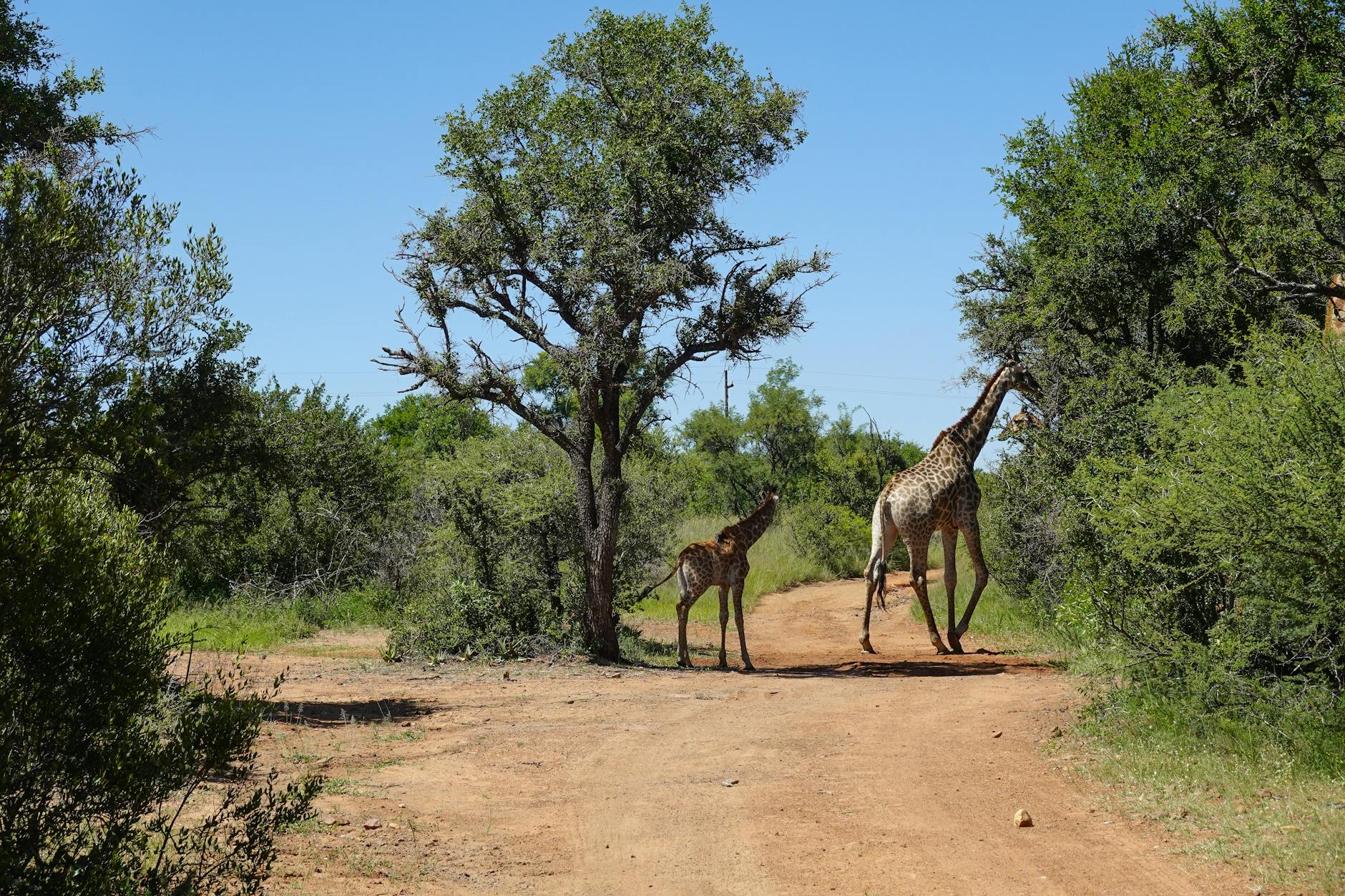 Giraffe mother and calf