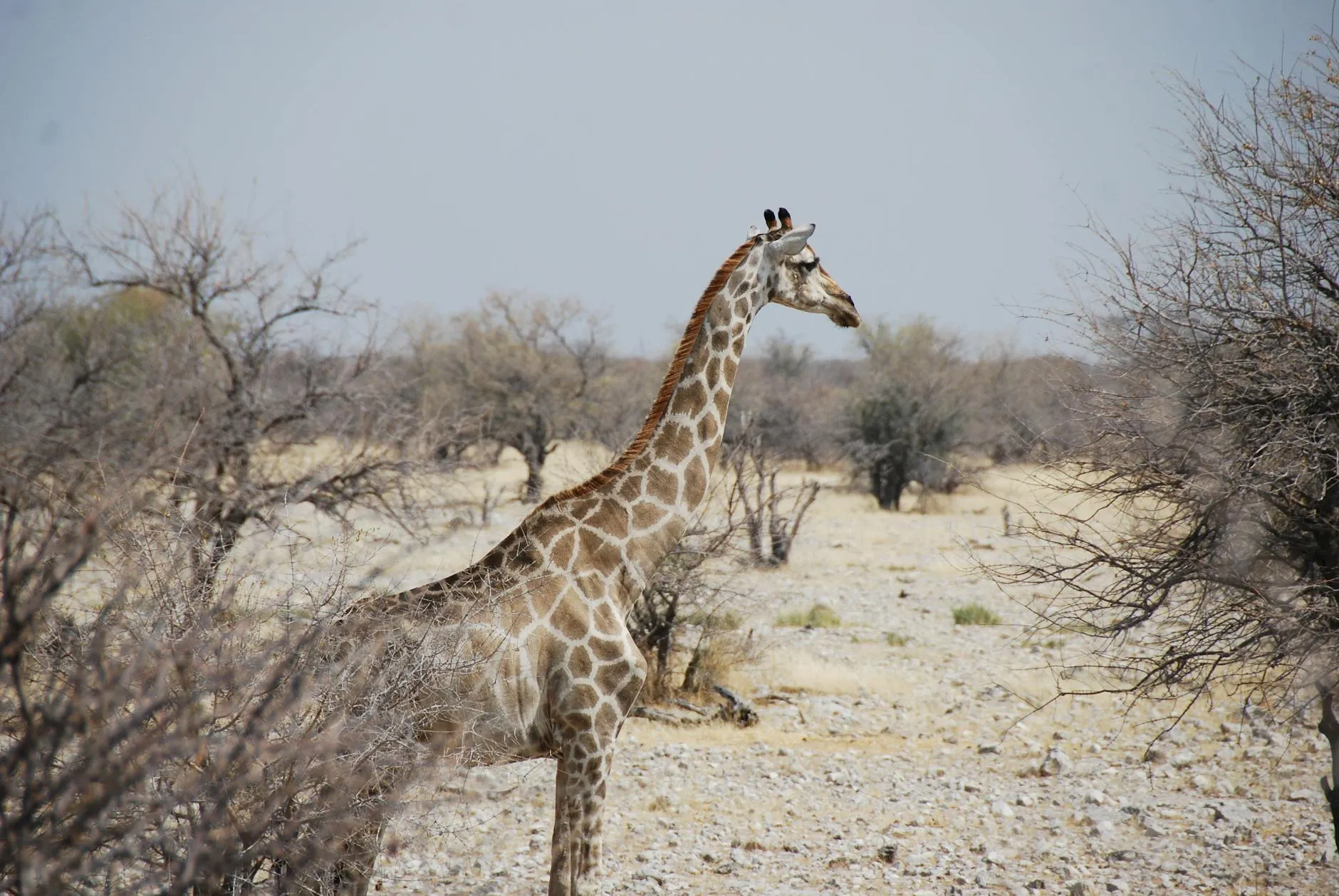Giraffe on the African savanna
